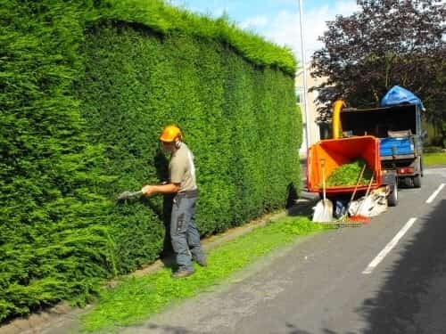 a man performing a hedge trimming service for a big wall of hedge tree with his tree care tools
