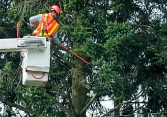 a person trimming trees for commercial tree service