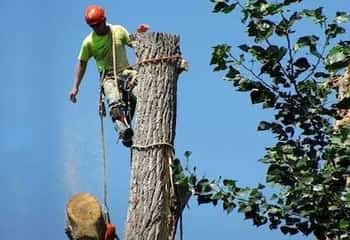 an arborist cutting a tree. tree service