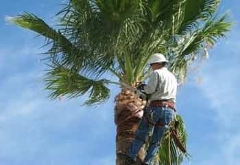 a person providng a palm tree service by trimming it