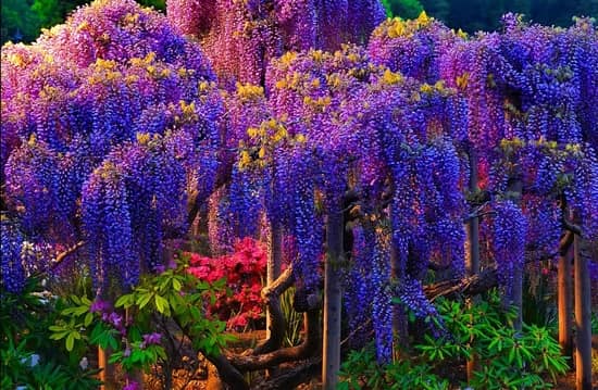 a beautiful colorful trees