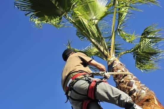 a man on top of a plam tree doing a palm tree trimming service in rancho cucamonga, CA