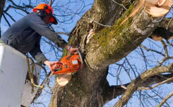 a man cutting a big tree branch to perform a tree removal service