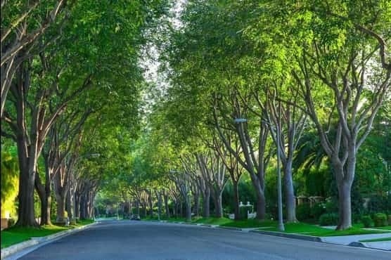 a good looking street with nice timmed trees that had a tree service recently 