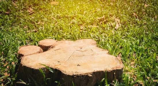 a tree stump about to be removed by a stump removal and grinding service