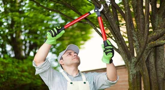 a person performing a tree pruning service in rancho cucamonga and inland empire