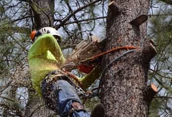 a man cutting a tree with a saw and tree tools